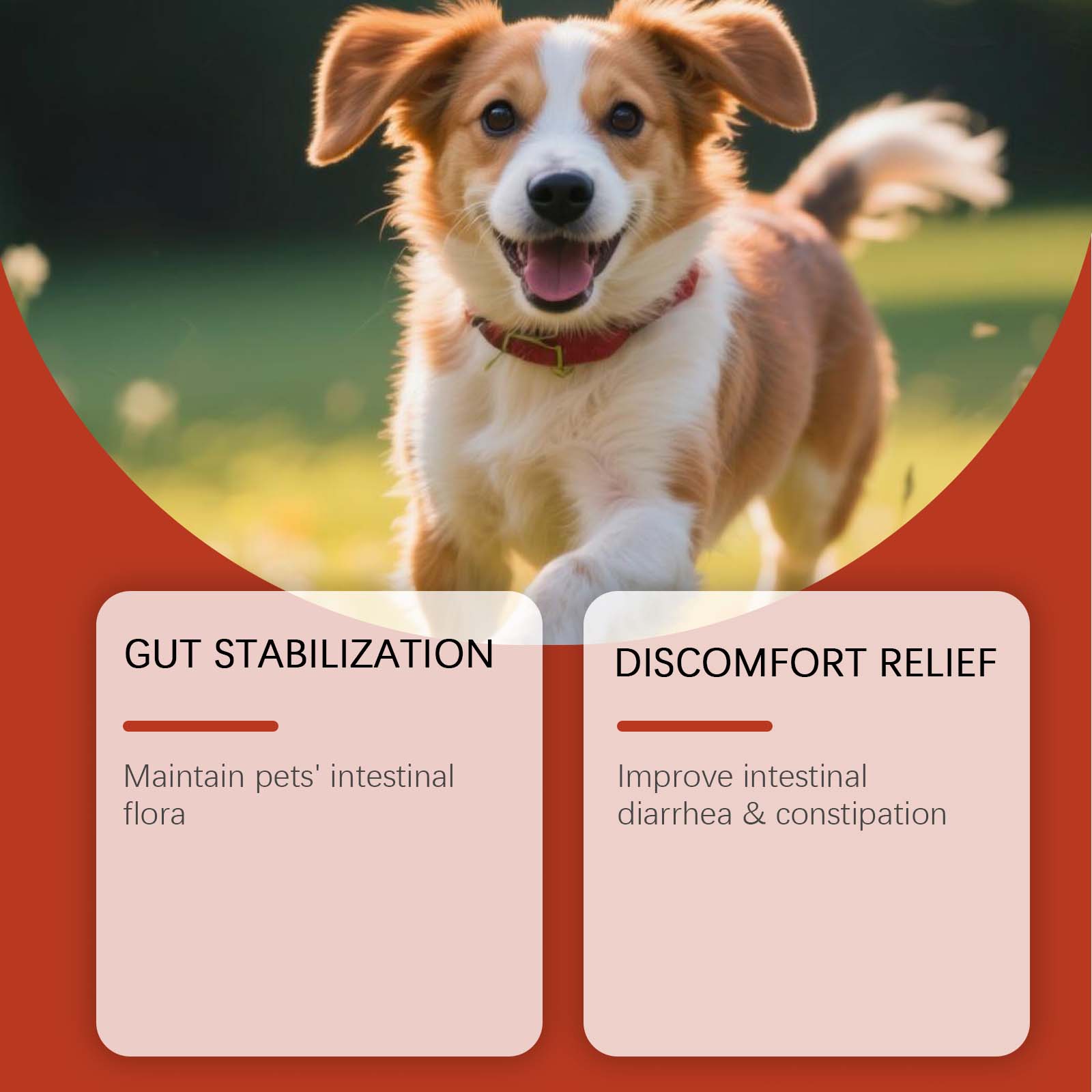 Canine Probiotic Powder Intest - Health Wellness Vitality ulasan dan harga